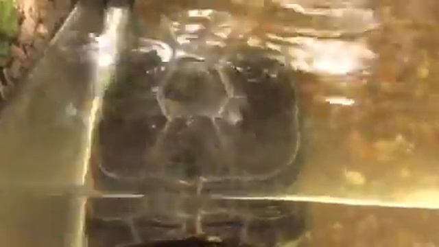 Индонезийская черепаха смотреть онлайн