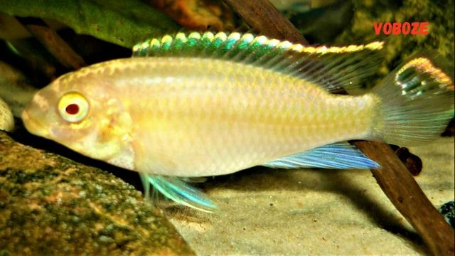 Пельвикахромис Пульхер. Цихлида попугай содержание, совместимость, размножение. смотреть онлайн