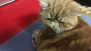 Kenwood LS-770A 2023 11 19 00 44 54