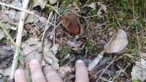 Грибы Поддубники в августе | Гриб синяк в Чёрном Лесу | В лес за съедобными грибами 2022