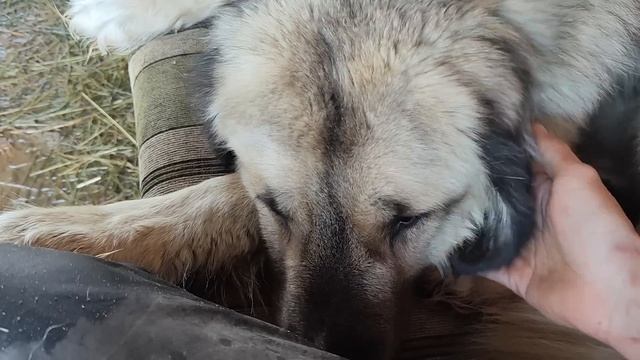 Волонтеры работают, а Вера баклажан смотреть онлайн