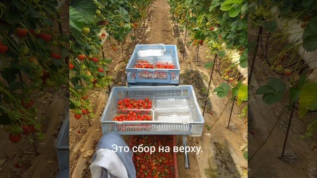 Barnsmuir Farm, Anstruther, Scotland, The UK#работа в Англии, Шотландии Дания. #agri hr