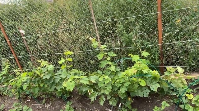Из города в деревню/Обзор участка в конце августа/Заготовка еды на зиму/Жизнь в России/на юге