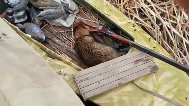 Охота в Астрахани 2021. Наглый Енот 2 #Астрахань #раскаты #охота #рыбалка #дельта_волги смотреть онлайн