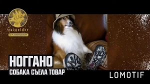 Ноггано собака съела товар