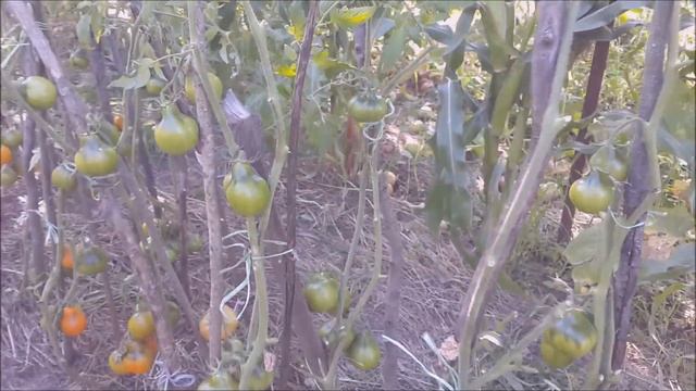 Томат ЖЕЛТАЯ ГРУШКА смотреть онлайн