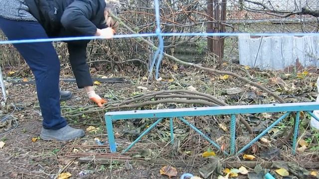 Пригибаем  инжир перед укрытием на зиму смотреть онлайн