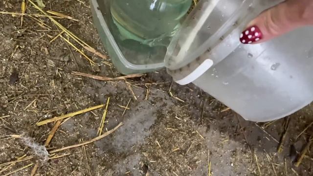 Чтобы не выбрасывать голубые яйца Араукана и Амераукана