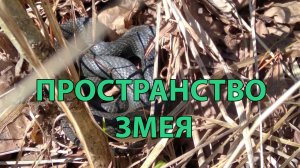 Развитие спокойствия: что такое Пространство Змея