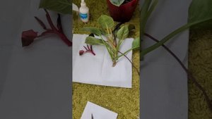 Филодендрон Вайт Вейв Биркин и Филодендрон розовая принцесса. Формирование, черенкование часть 1