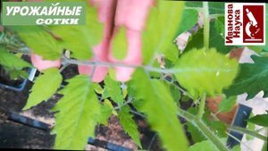 Чего не хватает вашим растениям? Всё узнаем по пятнам. Симптомы голодания растений.