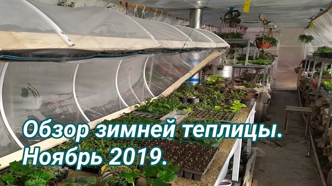 Обзор зимней теплицы. Начало ноября 2019.