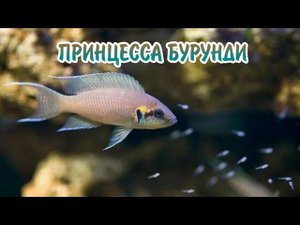 ПРИНЦЕССА БУРУНДИ. СОДЕРЖАНИЕ В АКВАРИУМЕ