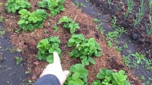 Подкормка клубники во время цветения .