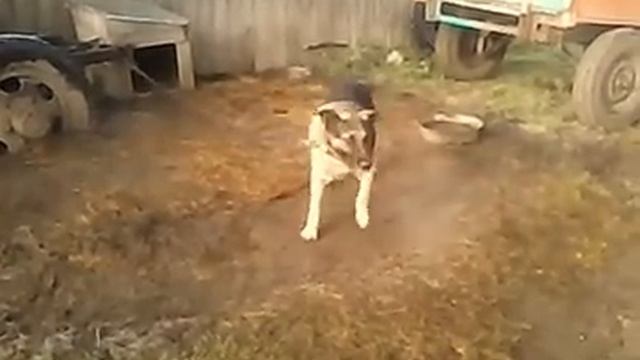 Собака сорвалась с цепи!!!! смотреть онлайн