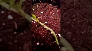 Черенкование роз зелёными побегами. Эксперимент.