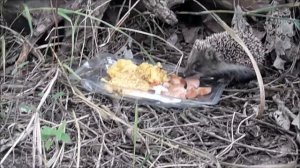 Ежонок на даче.