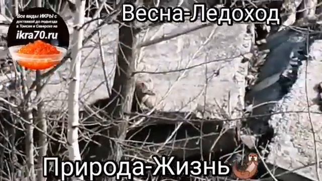 Весна🌤️-Ледоход🚢!рирода🌱-Жизнь🦦Икра🔥Красная в Томске!Северске!Икринка к Икринке!Малосол😋! ikra70.ru