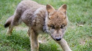 Да, какая разница, волк это или собака!!! - сказала женщина соседке и пошла в лес гулять со своим..