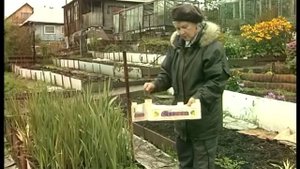 Гладиолусы: когда выкапывать и как хранить?