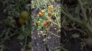 Ранний томат сорт Загадка . VID 20210811 154128