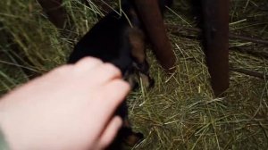 КУПИЛ 2 ДОМА В ДЕРЕВНЕ _ ВОТ ТАКОЕ ЧУДО У НАС ПОЯВИЛОСЬ _ ЧТО ДЕЛАТЬ ДАЛЬШЕ_!