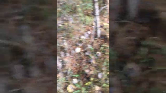 Поехали за грибами смотреть онлайн