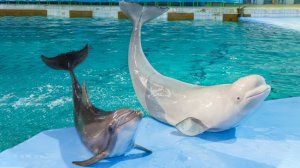 Поход в дельфинарий не отходя от дивана. Евпаторийский дельфинарий.