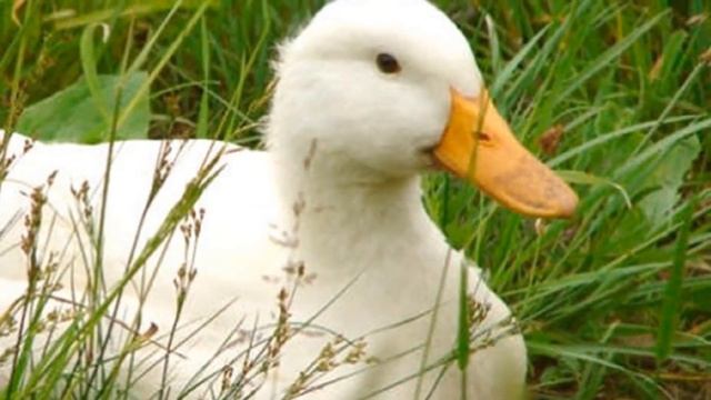 Разведение уток Агидель как бизнес идея | Утка Агидель смотреть онлайн