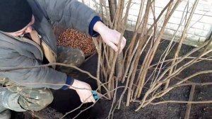 Фундук Барселонский: размножение и обрезка. Часть 2