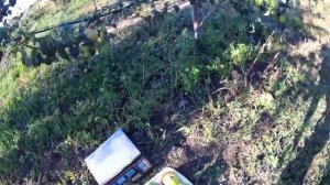 Груша Микола Крюгер