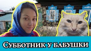 Трудимся у бабушки в деревне. Забайкалье. Кот-прораб контролирует процесс