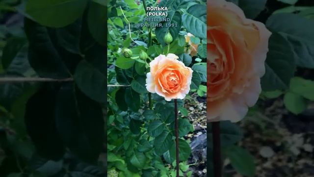 Роза Полька в моем саду 14.07.2021.Polka Rose in my garden. Meilland, Франция, 1991. #shorts,