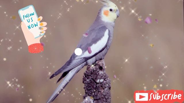 папугаи корелла учим петь 📱📲cockatiel Singing 📱📲 🔔🙏🙏❤️ #cockatiel #корелла #cockatielsongs #папуги