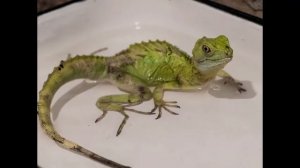 Василиск двухгребневый