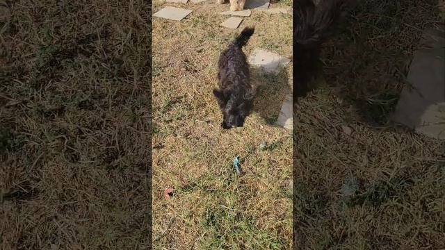 Sam Skye Terrier 10-14-2022 смотреть онлайн