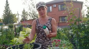 ОБРЕЗКА ПЕТУНИИ В АВГУСТЕ . КАК ВЫЗВАТЬ ВТОРОЕ ЦВЕТЕНИЕ ? ОБРАБОТКА ПЕТУНИИ ПОСЛЕ ОБРЕЗКИ.