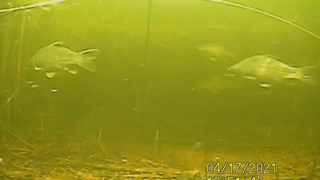 Рыбалка на паук 2021 Опустил камеру в воду и охренел, сазаны на каждом забросе ! Лучшая рыбалка 202 смотреть онлайн