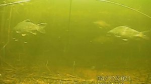 Рыбалка на паук 2021 Опустил камеру в воду и охренел, сазаны на каждом забросе ! Лучшая рыбалка 202