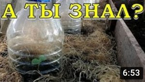 ОГУРЦЫ варианты посева на рассаду. ПИКИРОВКА в теплицу ПОШАГОВО!