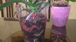 Орхидея Дикий кот, две орхидеи Сакуры с ЖИРНЫМИ корнями! ЖИТЬ БУДЕМ!