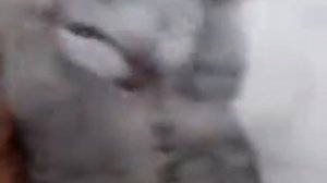 кот держится за голову и орет...