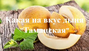 Какая на вкус дыня "Таманская".