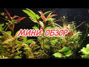 МИНИ ОБЗОР АКВАРИУМА С РАСБОРАМИ