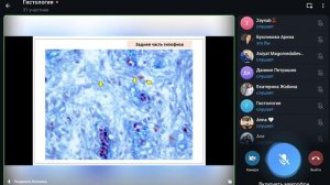 Эндокринная система. Лекция по гистологии. 02.03.2024