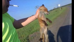 они поймали лису руками