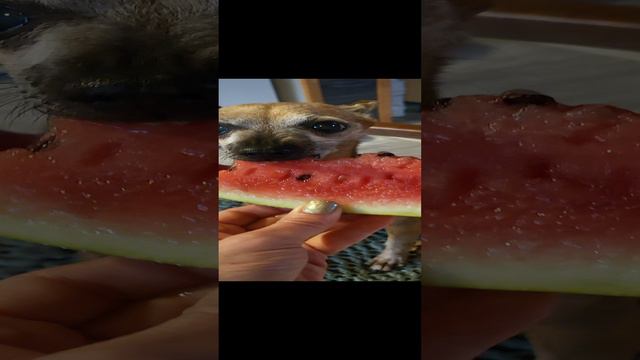 1000199300.mp4
