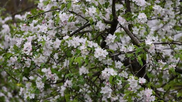 Я под впечатлением от этой потрясающей мелодии! Лучшие композиции Сергея Грищука...музыка для души смотреть онлайн