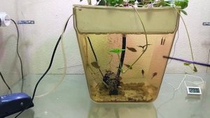 Аквапоника  растения и рыбы в одной экосистеме