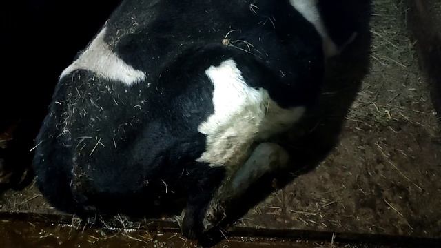 Заболела корова, новогоднее развлечение, феерверк. смотреть онлайн